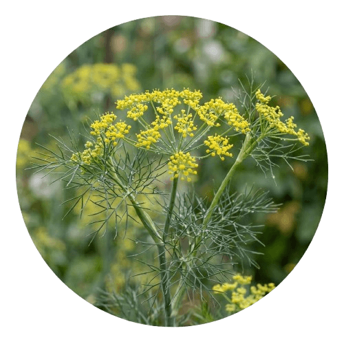 Le Fenouil