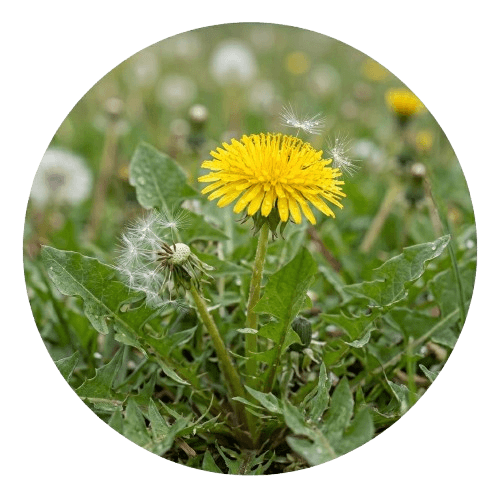 Le Pissenlit pour un drainage plantes naturel