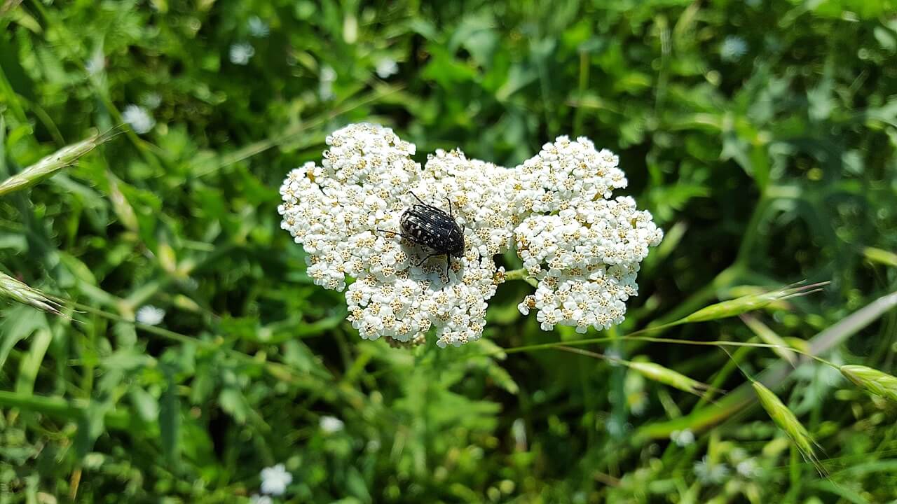 Fleurs d'achillée millefeuille en corymbe