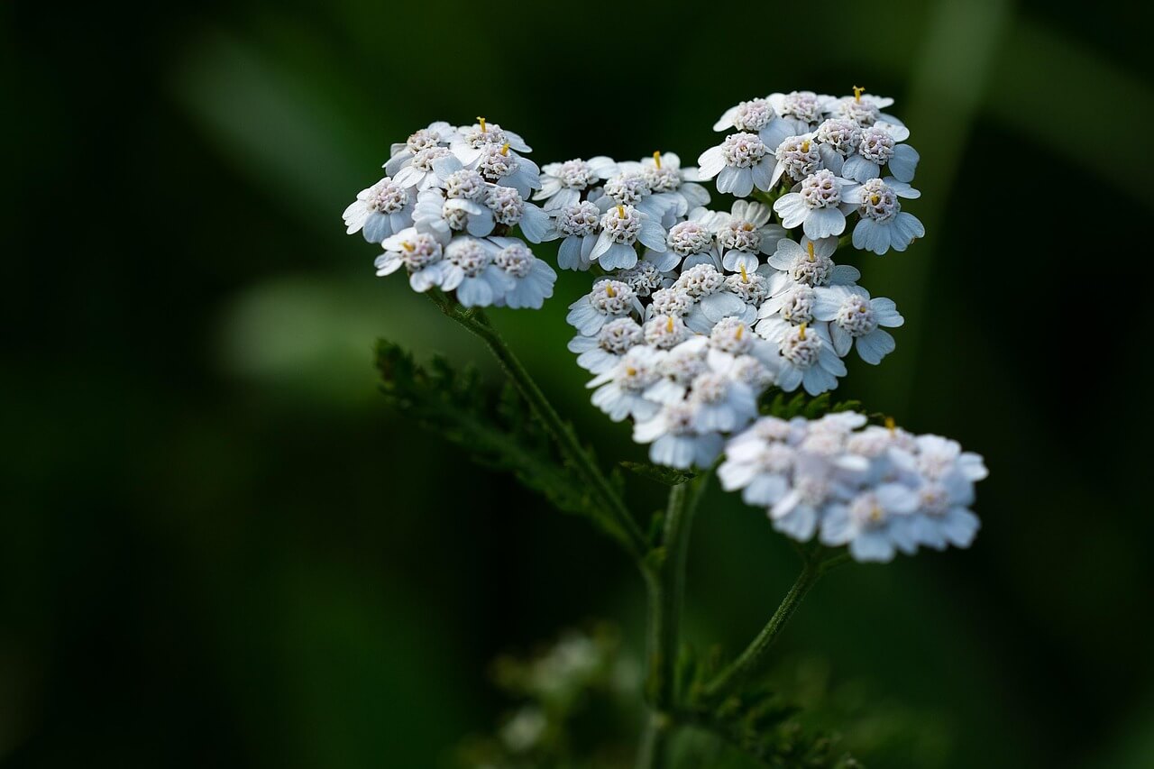 Achillée millefeuille en prairie