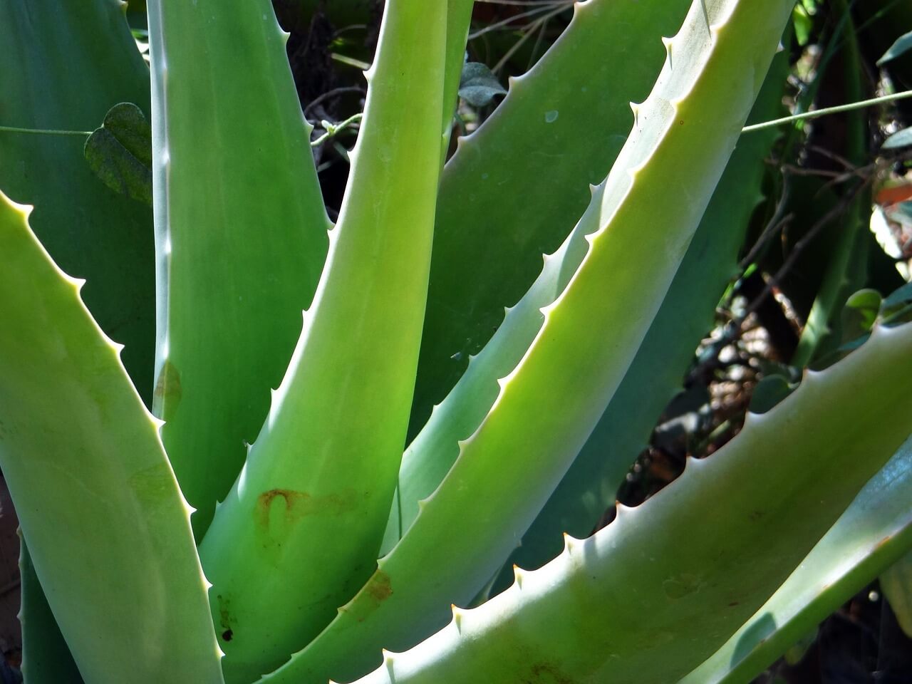 Aloe vera en culture