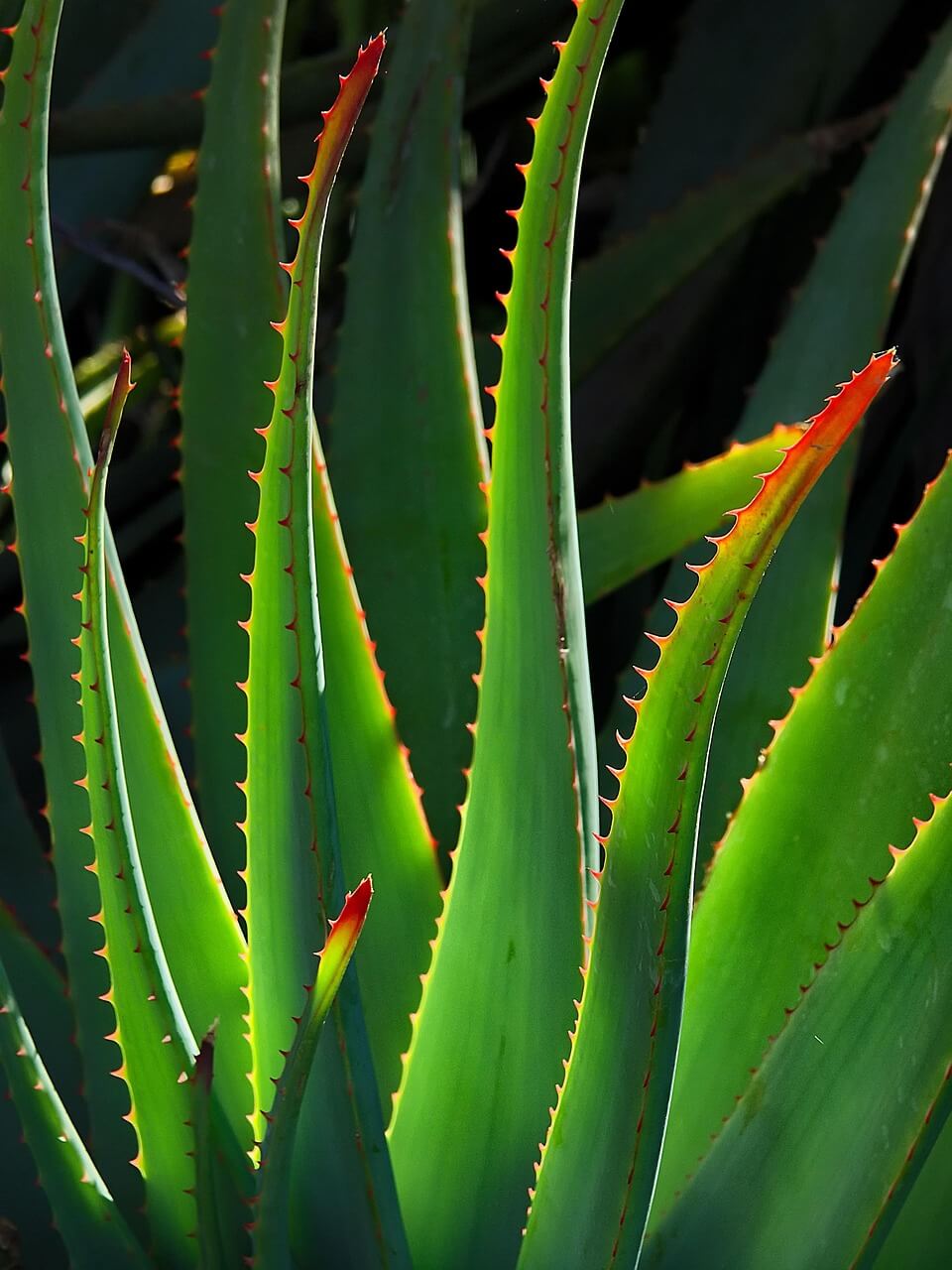 Plante entière en rosette