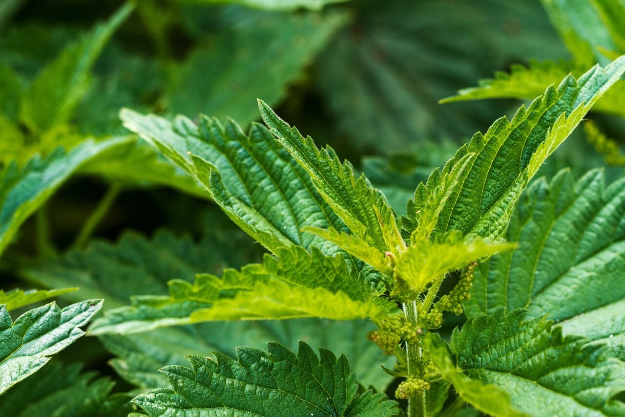 Jeune plant entier