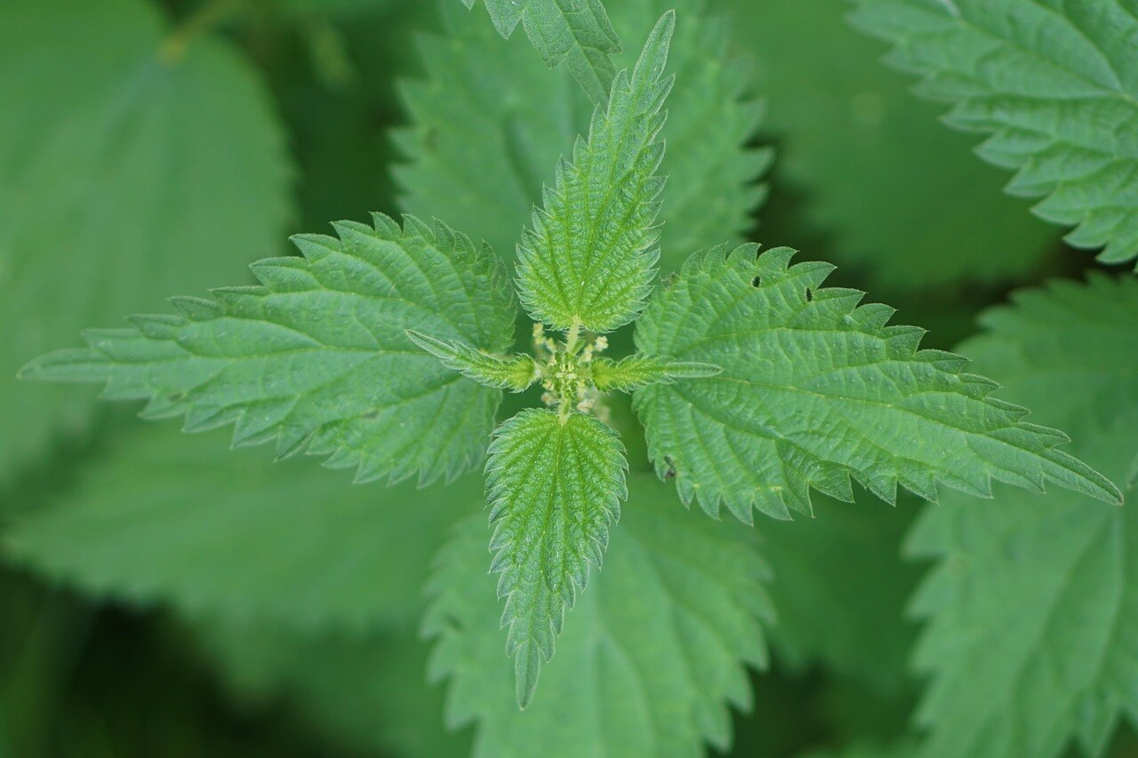 Plante d'ortie en sous-bois