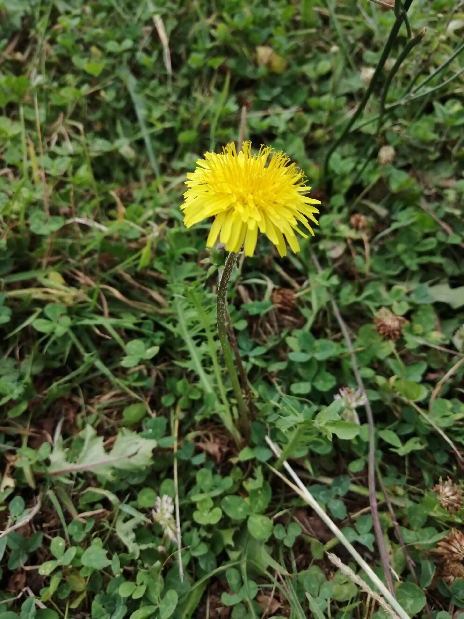 Fleur de pissenlit dans la prairie