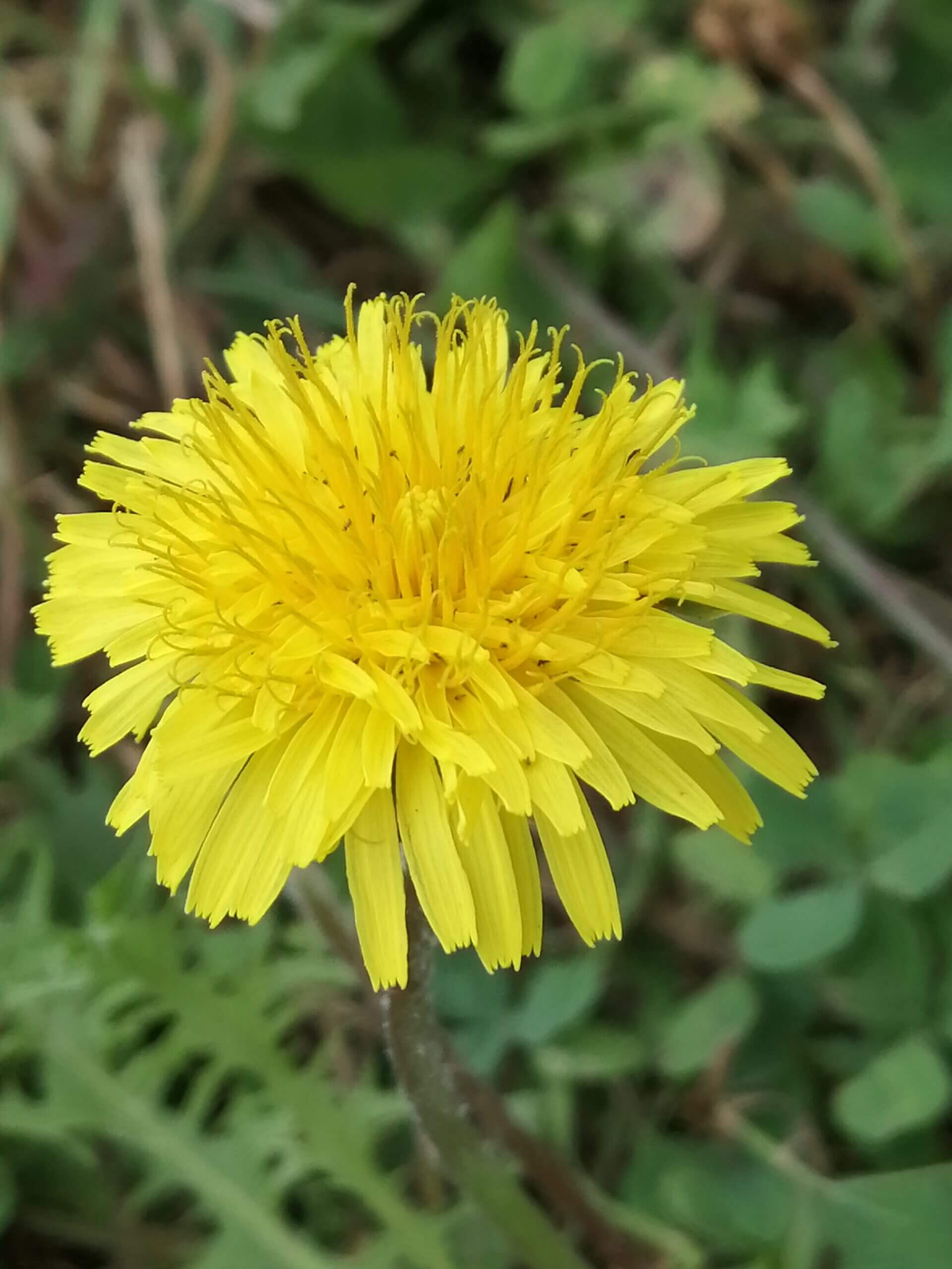 Taraxacum officinale — gros plan