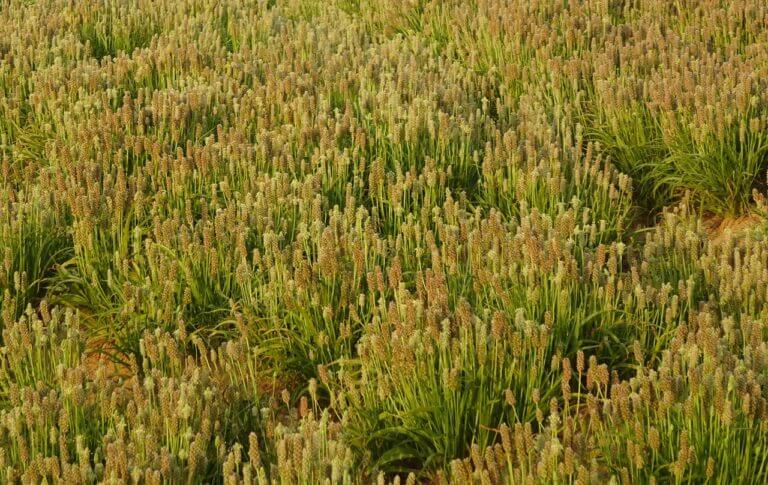 Psyllium