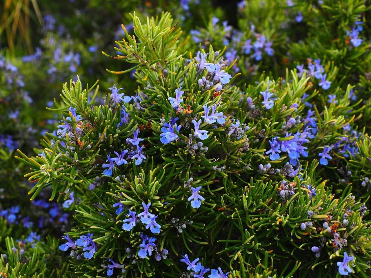 Salvia rosmarinus — romarin en fleurs