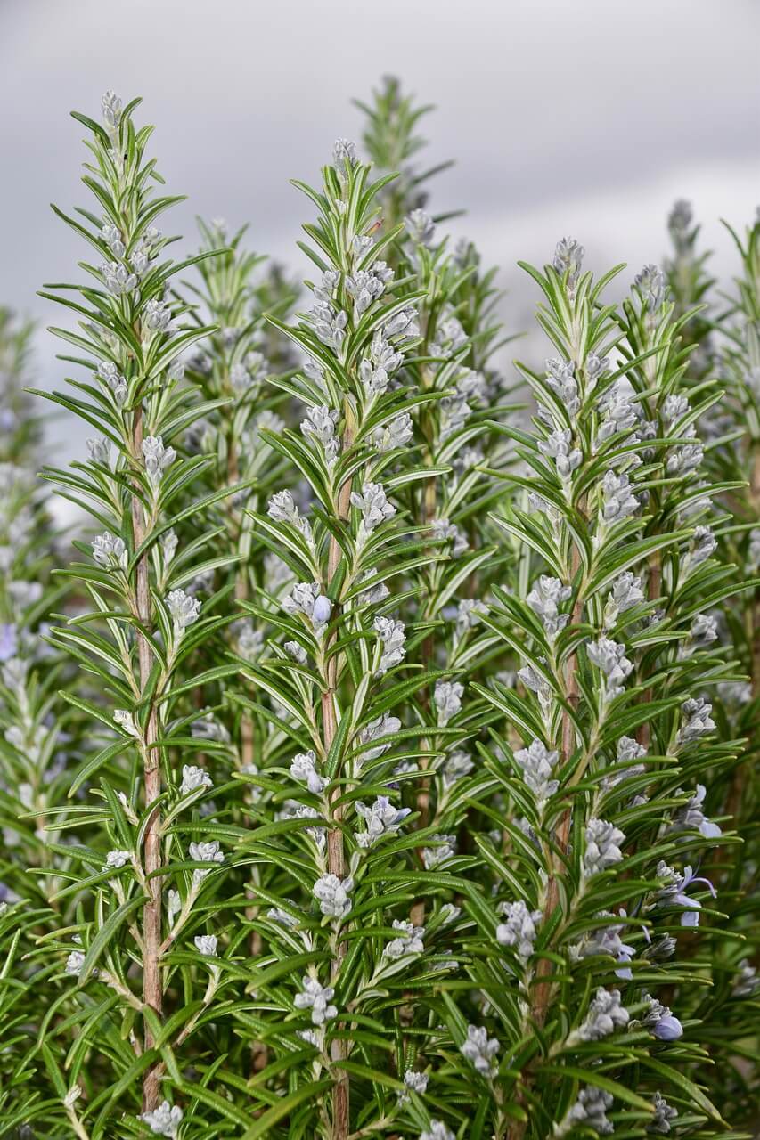 Salvia rosmarinus — feuillage et arbuste