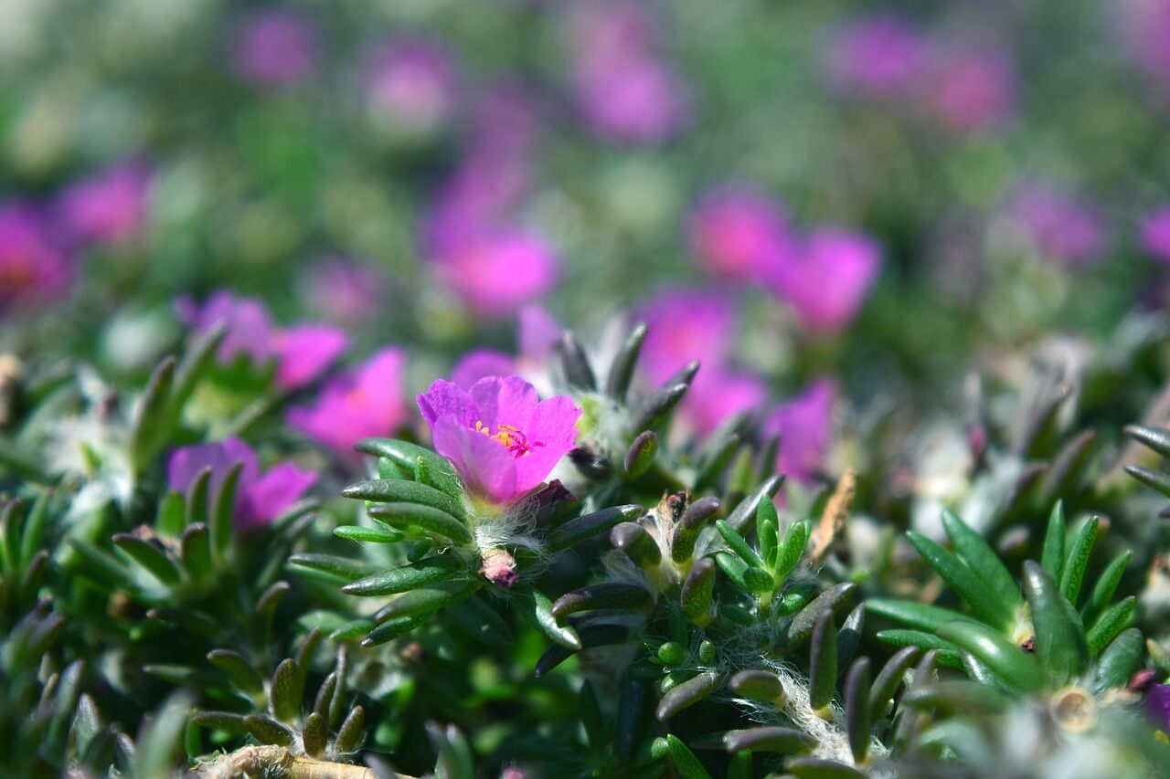 Salvia rosmarinus — gros plan